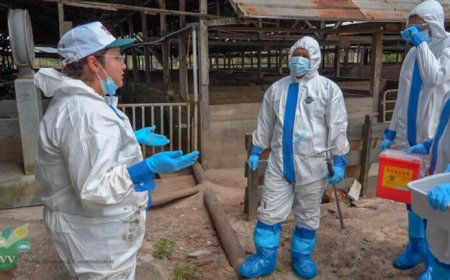 Versterking van surveillance capaciteiten tegen African Swine Fever in CARICOM-lidstaten