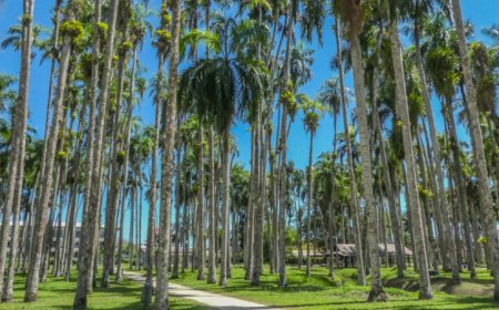 Palmentuin verfraaien en moderniseren