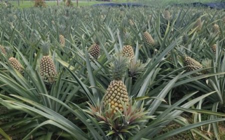 Ananastelers krijgen zonder eigendomsgrond productiefinanciering