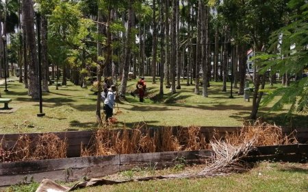 Palmentuin mooi schoon