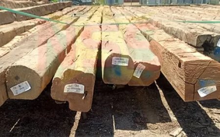 SBB wijst verzoek EBS af: bijna 1000 bruinhartpalen in beslag genomen