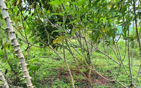 Nationale aanpak tegen nieuwe cassaveziekten