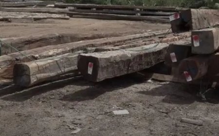 Alle inbeslaggenomen houten palen EBS worden stuk voor stuk door SBB gecontroleerd