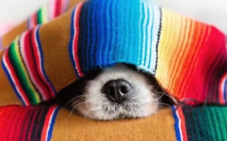 Waar honden van dromen