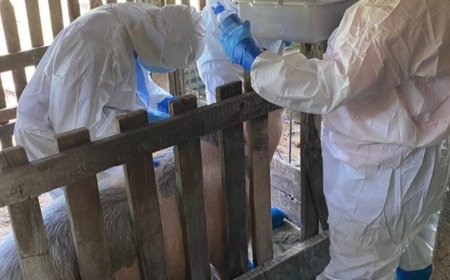 Pilotonderzoek naar Afrikaanse Varkenspest in Suriname van start