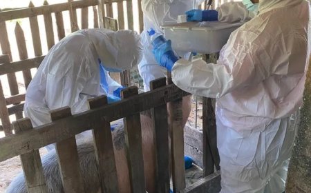 Pilotonderzoek Afrikaanse Varkenspest