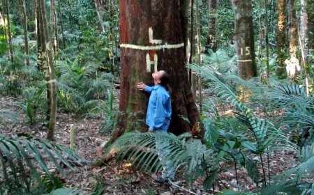 Australische regenwouden stoten voor het eerst meer CO2 uit dan ze opnemen