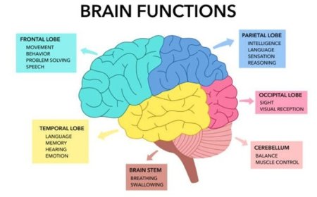 Ons wonderbaarlijk brein (3)