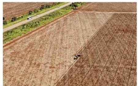 Trump’s handelsoorlog met China bedreigt regenwoud in Brazilië