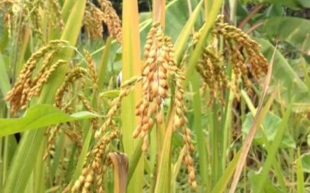 Productie hoogland rijst krijgt bijzondere aandacht in agrarisch plan regering 