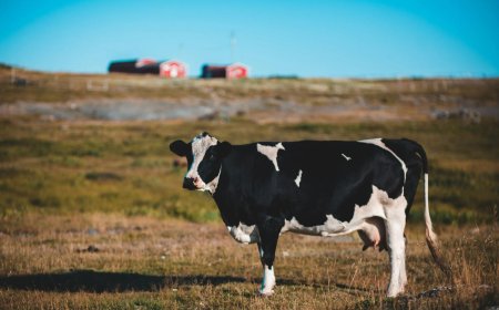 Opmerkelijk – Wetenschappers hebben oplossing voor methaan uitstotende koeien gevonden