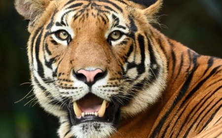 Populatie tijgers in Maleisië neemt af tot minder dan 150