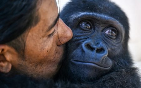 Geredde baby gorilla blijft in Istanbul na geschil met Nigeriaanse ngo over DNA-test