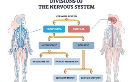 Ons wonderbaarlijk brein (4)