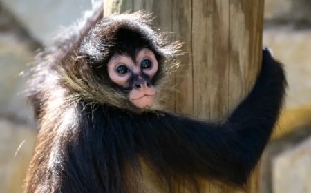 Grote piek in handel in babyslingerapen aan de grens van Mexico – Texas