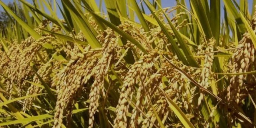 Padieboeren willen spoedig duidelijkheid van LVV in kwestie opkoopprijs