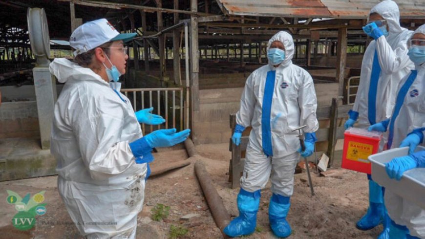 Versterking van surveillance capaciteiten tegen African Swine Fever in CARICOM-lidstaten