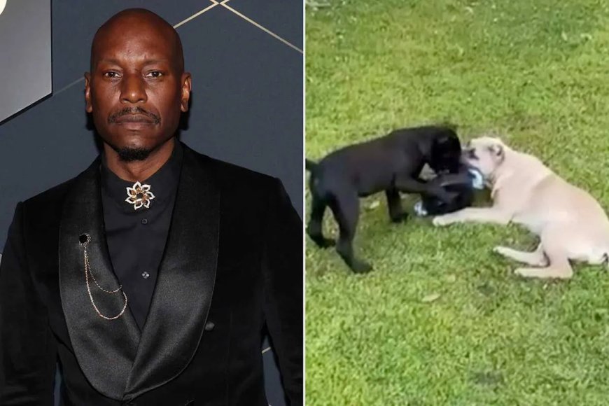 Politie-bevel tegen Tyrese na dodelijk incident met buurhond