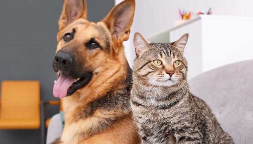 Wereld Dierendag: LVV roept op tot respectvolle omgang met dieren