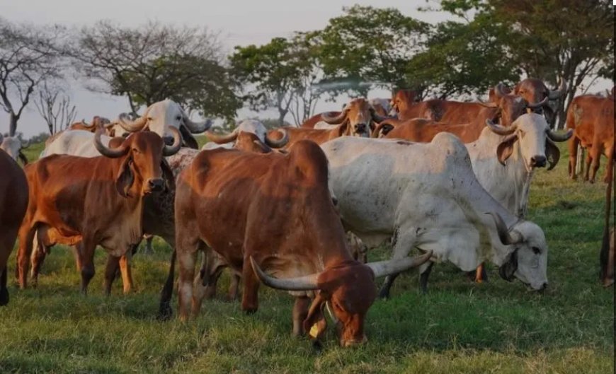 Voortgang import melkkoeien uit Brazilië nog onduidelijk