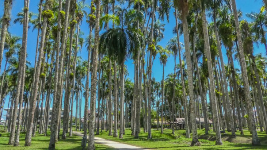 Palmentuin verfraaien en moderniseren