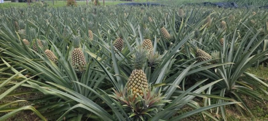 Ananastelers krijgen zonder eigendomsgrond productiefinanciering