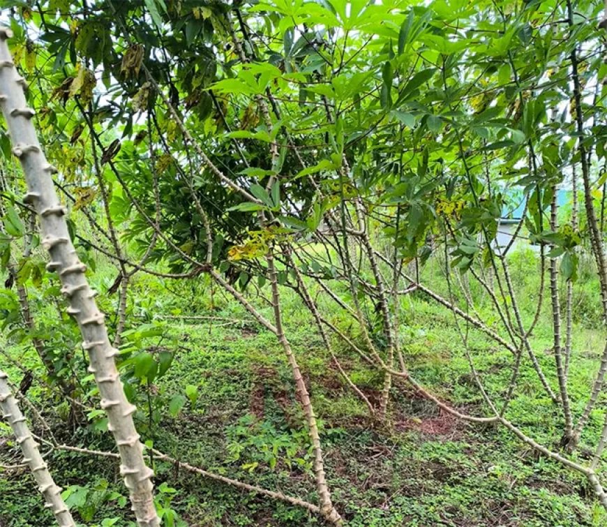 Nationale aanpak tegen nieuwe cassaveziekten