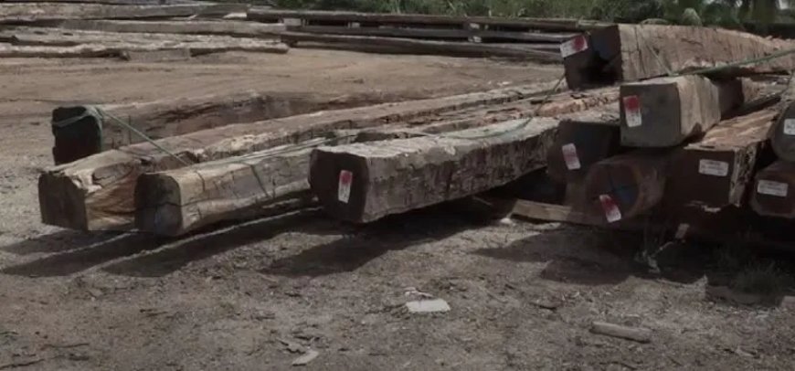 Alle inbeslaggenomen houten palen EBS worden stuk voor stuk door SBB gecontroleerd