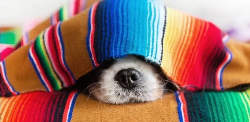 Waar honden van dromen