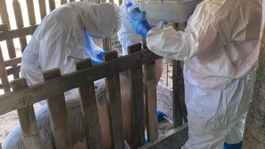 Pilotonderzoek naar Afrikaanse Varkenspest in Suriname van start