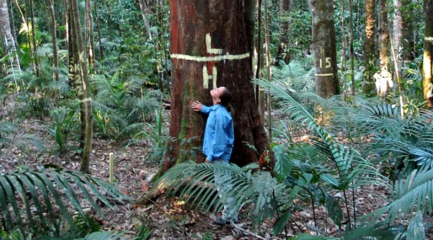 Australische regenwouden stoten voor het eerst meer CO2 uit dan ze opnemen