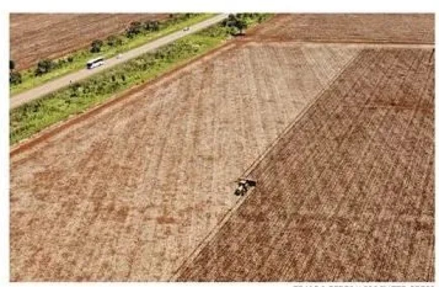 Trump’s handelsoorlog met China bedreigt regenwoud in Brazilië