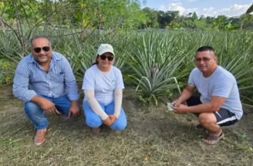 Biologische ananas uit Suriname klaar voor internationale doorbraak