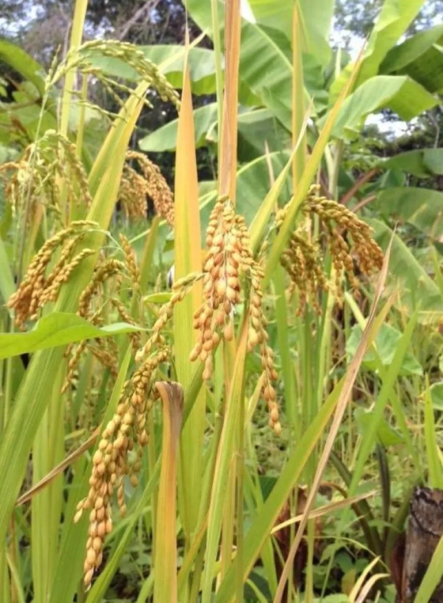 Productie hoogland rijst krijgt bijzondere aandacht in agrarisch plan regering 