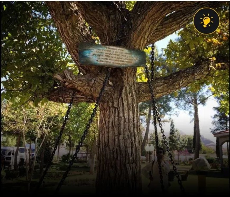 De geketende boom van Khyber Pakhtunkhwa