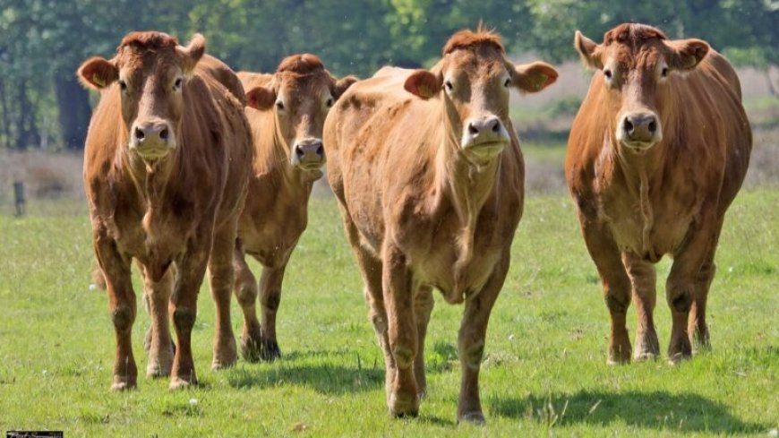 Ook gerommel bij Staatsboerderij