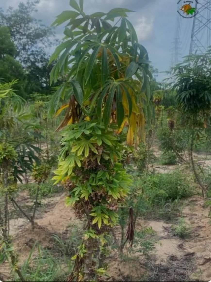 LVV roept telers op tot alertheid voor cassaveziekte