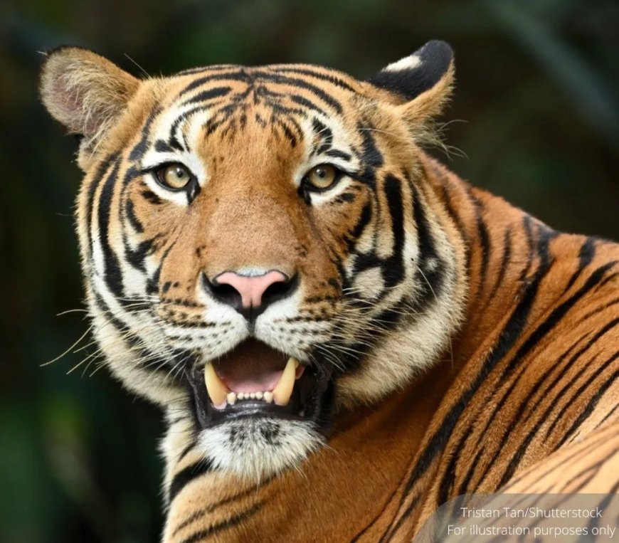 Populatie tijgers in Maleisië neemt af tot minder dan 150