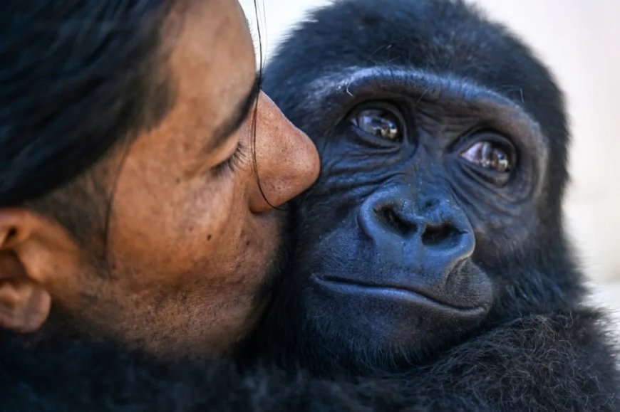 Geredde baby gorilla blijft in Istanbul na geschil met Nigeriaanse ngo over DNA-test