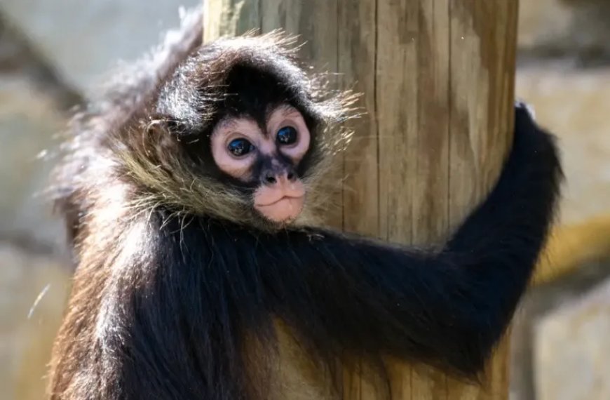 Grote piek in handel in babyslingerapen aan de grens van Mexico – Texas