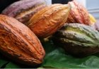 Regionale dialoog moet cacao-industrie nieuw leven inblazen