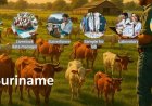 Nieuw informatiesysteem versterkt Surinames bewaking van diergezondheid