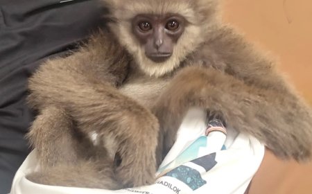 Douane vliegveld Mumbai, India, ontdekt twee apen in bagage passagier