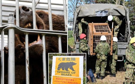 Opmerkelijk – Japan is dodelijke aanvallen van beren zat en zet leger in