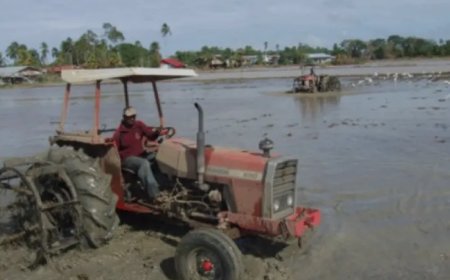 Voorbereidingen padieinzaai vinden volop plaats