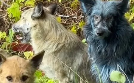 Opmerkelijk – Honden met blauwe vacht lopen rond oude kerncentrale Tsjernobyl