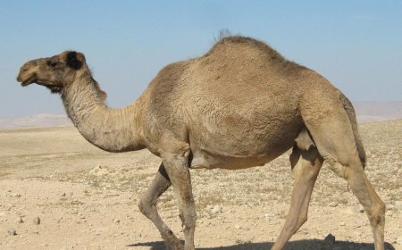 Keniaanse veehouders stappen van koeien over op dromedarissen 