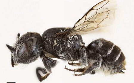 Opmerkelijk – Nieuwe bijensoort met hoorns ontdekt in Australië