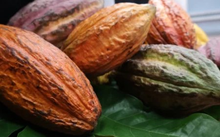 Regionale dialoog moet cacao-industrie nieuw leven inblazen