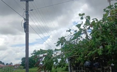 Het belang van boomonderhoud in Suriname